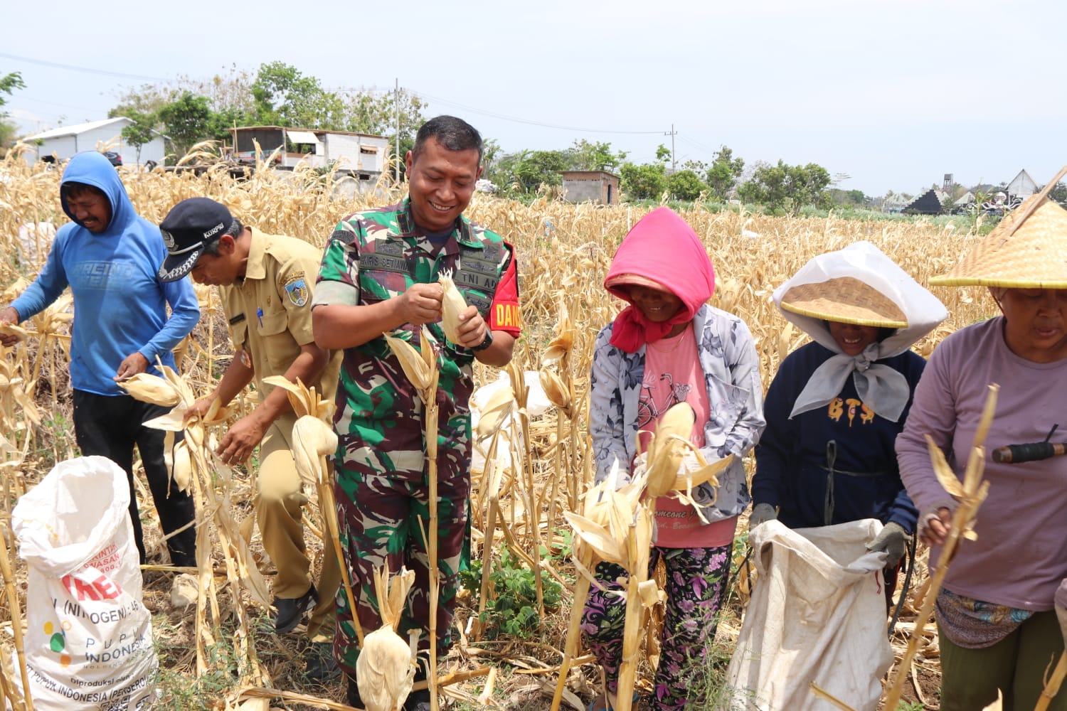 Bersama Warga Desa Pagung   Dandim 0809/Kediri Panen Jagung Di Lokasi TMMD ke-122