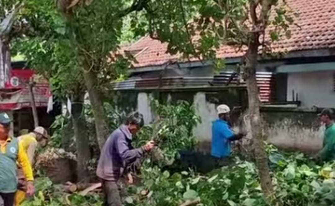 Tasfm.com - Dinas Lingkungan Hidup Kebersihan dan Pertamanan (DLHKP) Kota Kediri melakukan kegiatan pemotongan ranting pada awal musim penghujan. Kegiatan ini mengantisipasi tumbangnya pohon imbas angin kencang saat curah hujan tinggi.
Indun Munawaroh, Kepala DLHKP Kota Kediri mengungkapkan, pihaknya telah memetakan sejumlah titik yang rawan pohon tumbang, khususnya di ruas-ruas jalan utama, proses perantingan juga dilakukan melalui rekayasa lalu lintas.
"Sebenarnya, kegiatan perantingan ini menjadi agenda rutin. Saat ini, kegiatan kami perbanyak sebagai bagian dari mitigasi bencana," kata Indun. Rabu (26/11/2025).
Indun menambahkan, peremajaan pohon perantingan bertujuan mengurangi risiko pohon tumbang. Pemangkasan cabang yang lebat dapat mengurangi beban dan potensi pohon tumbang akibat angin kencang atau hujan deras.
"Peremajaan Pohon
Perantingan dilakukan pada pohon tua, tinggi, dan akar yang lapuk," imbuhnya.
Menurut Indun, tak hanya berdasarkan pantauan, perantingan dilakukan berdasarkan laporan masyarakat. Karenanya, tak cukup mengandalkan peran Pemkot Kediri, Indun Munawaroh mengimbau masyarakat berpartisipasi aktif.
"Warga dapat mengajukan permohonan perantingan, bahkan untuk pohon-pohon yang berada di dalam area permukiman," tegasnya. (*)
Reporter : Panji Achmad Chaplin
