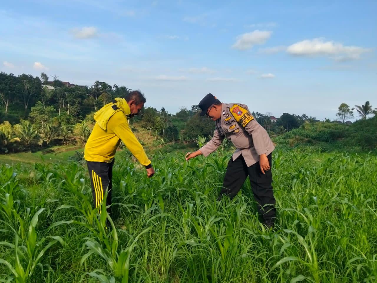 Polri Untuk Masyarakat, Bhabinkamtibmas Polsek Mojo Dorong Kesuksesan Panen Jagung Warga