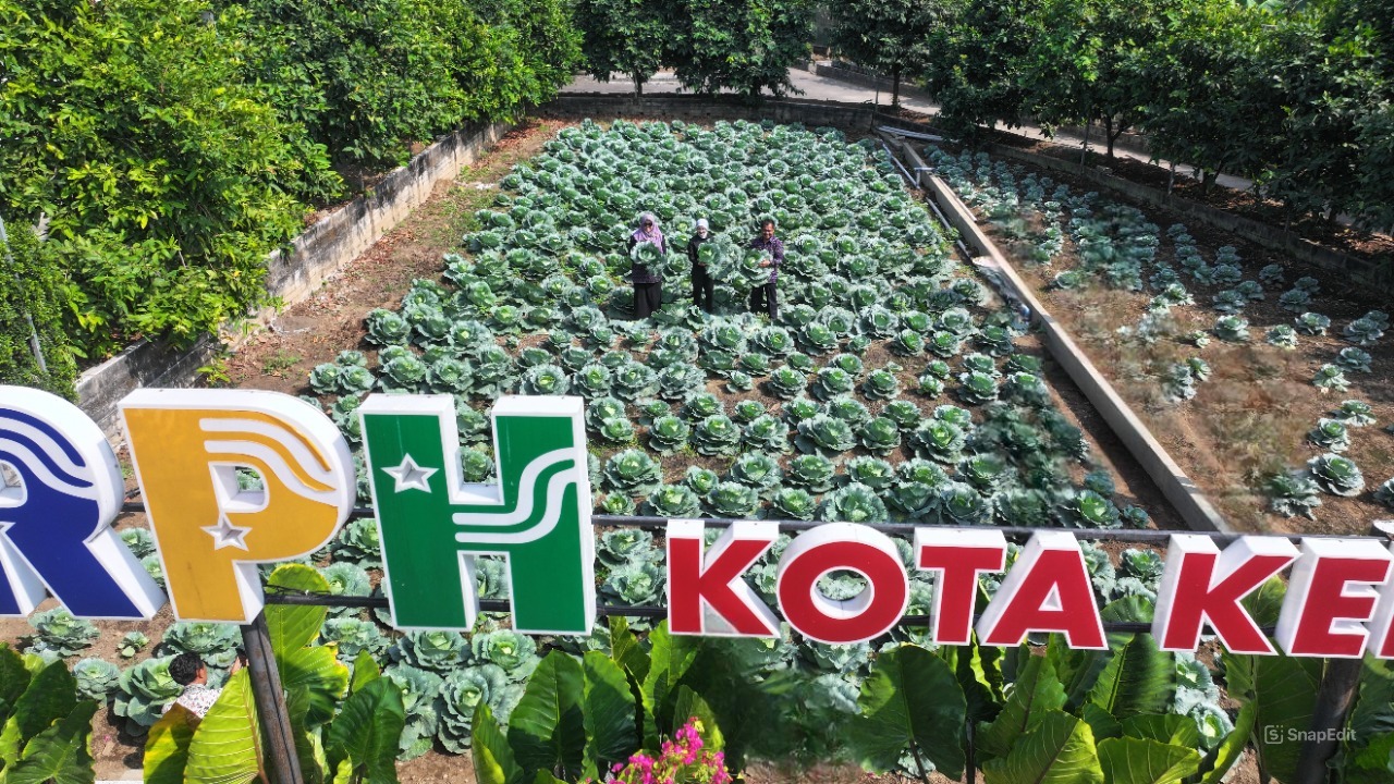 Panen Sayur di RPH, Mbak Wali Dorong Gerakan Ketahanan Pangan dan Gizi